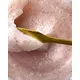Davines Solu gommage au sel 250ml, image 3